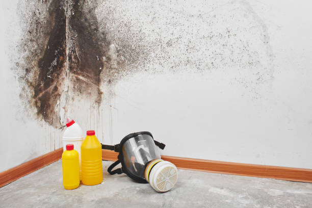 Best Black Mold Removal  in East Brooklyn, CT