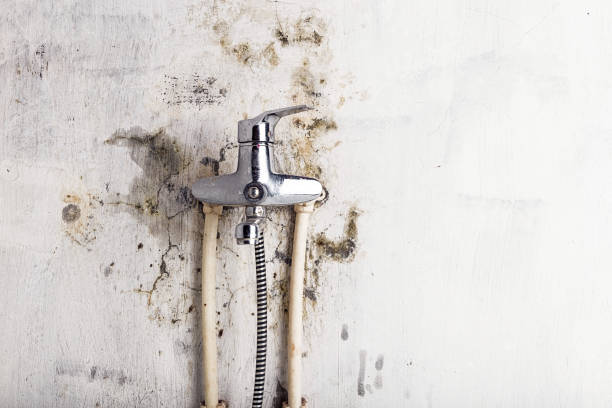 Best Emergency Mold Removal  in East Brooklyn, CT