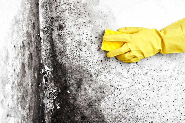 Best Mold Remediation  in East Brooklyn, CT
