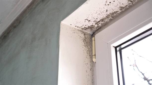 Best Professional Mold Removal  in East Brooklyn, CT