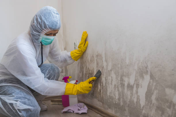 Best Mold Damage Repair  in East Brooklyn, CT