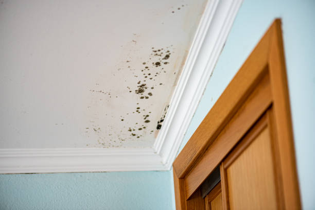 Trusted East Brooklyn, CT Mold Removal Experts