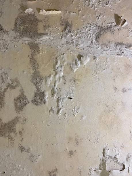 Office Mold Removal Services in East Brooklyn, CT