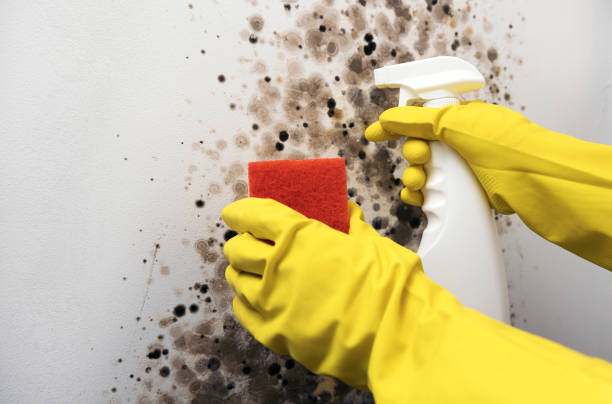 Mold Removal Process in East Brooklyn, CT