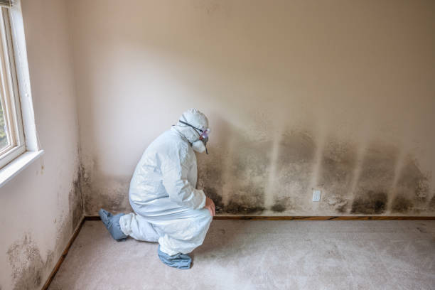 Best Mold Testing  in East Brooklyn, CT