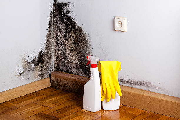 Best Toxic Mold Removal  in East Brooklyn, CT