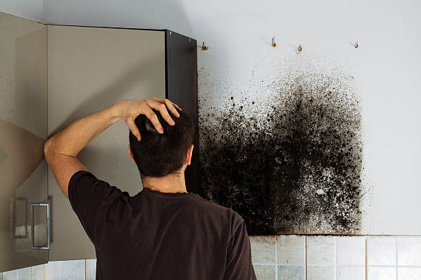 Best Mold Removal Company Near Me  in East Brooklyn, CT