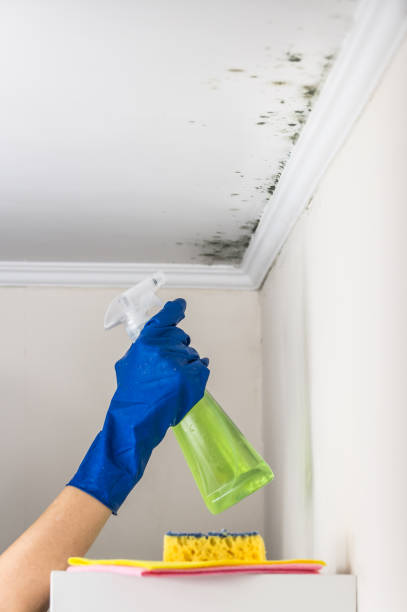 Best Certified Mold Removal  in East Brooklyn, CT
