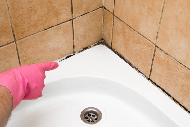 Best Mold Removal Process  in East Brooklyn, CT