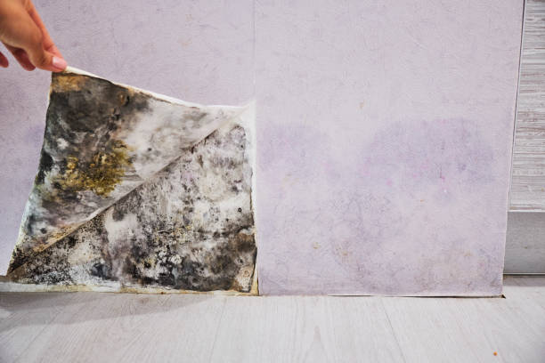 Best Mold Cleaning Services  in East Brooklyn, CT